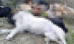 Bilecik Pazaryeri'nde şüpheli köpek ölümlerine 4 gözaltı